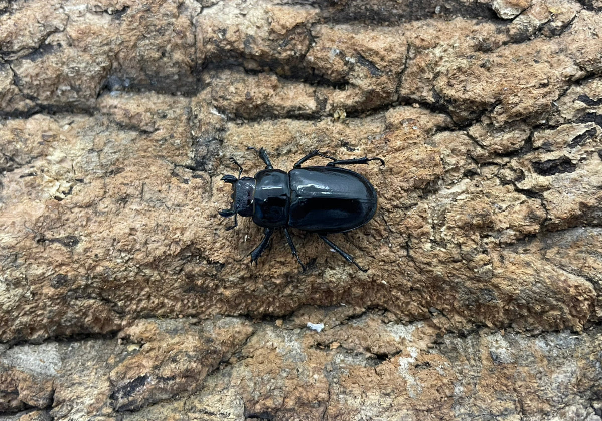 ミクラミヤマクワガタ