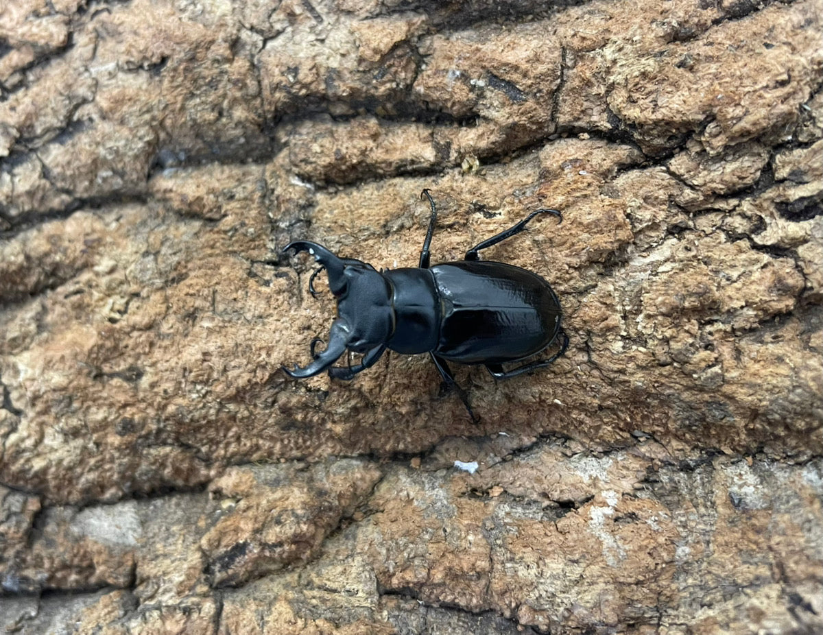 ミクラミヤマクワガタ