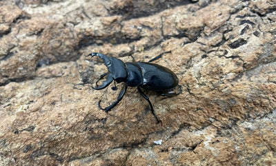 ミクラミヤマクワガタ