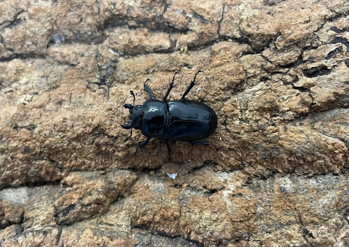 ミクラミヤマクワガタ