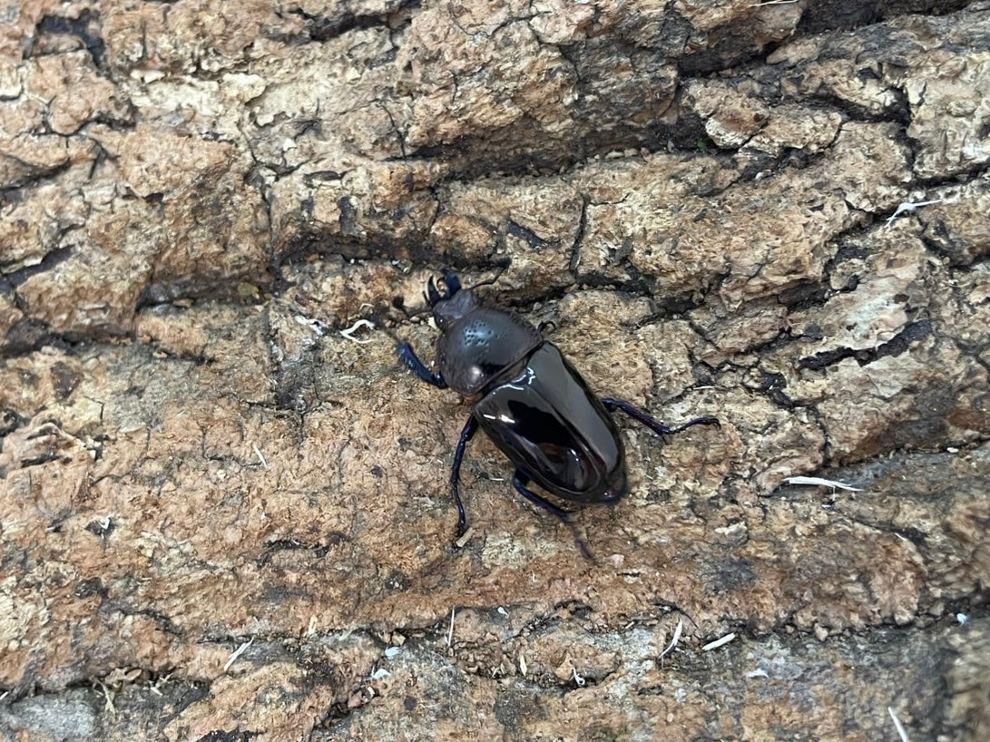 ドウイロクワガタ