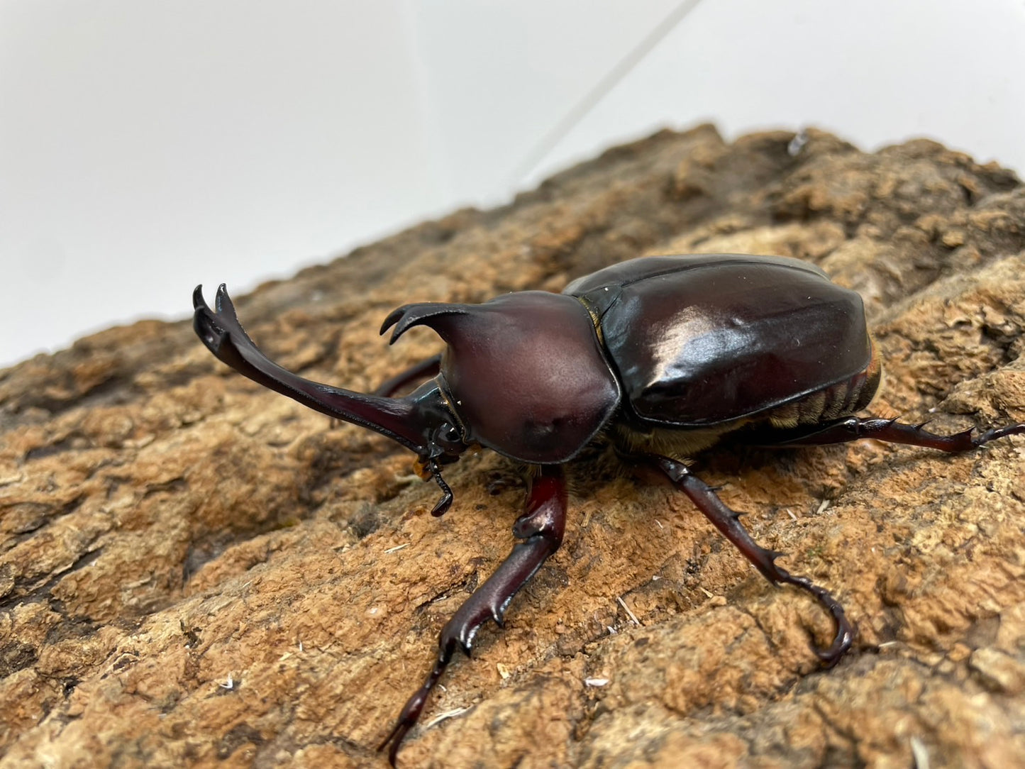 カブトムシ