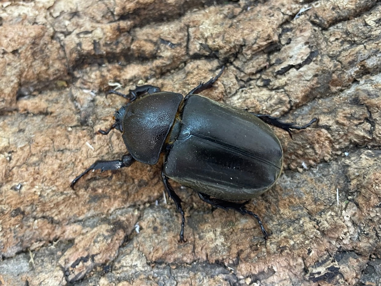 カブトムシ