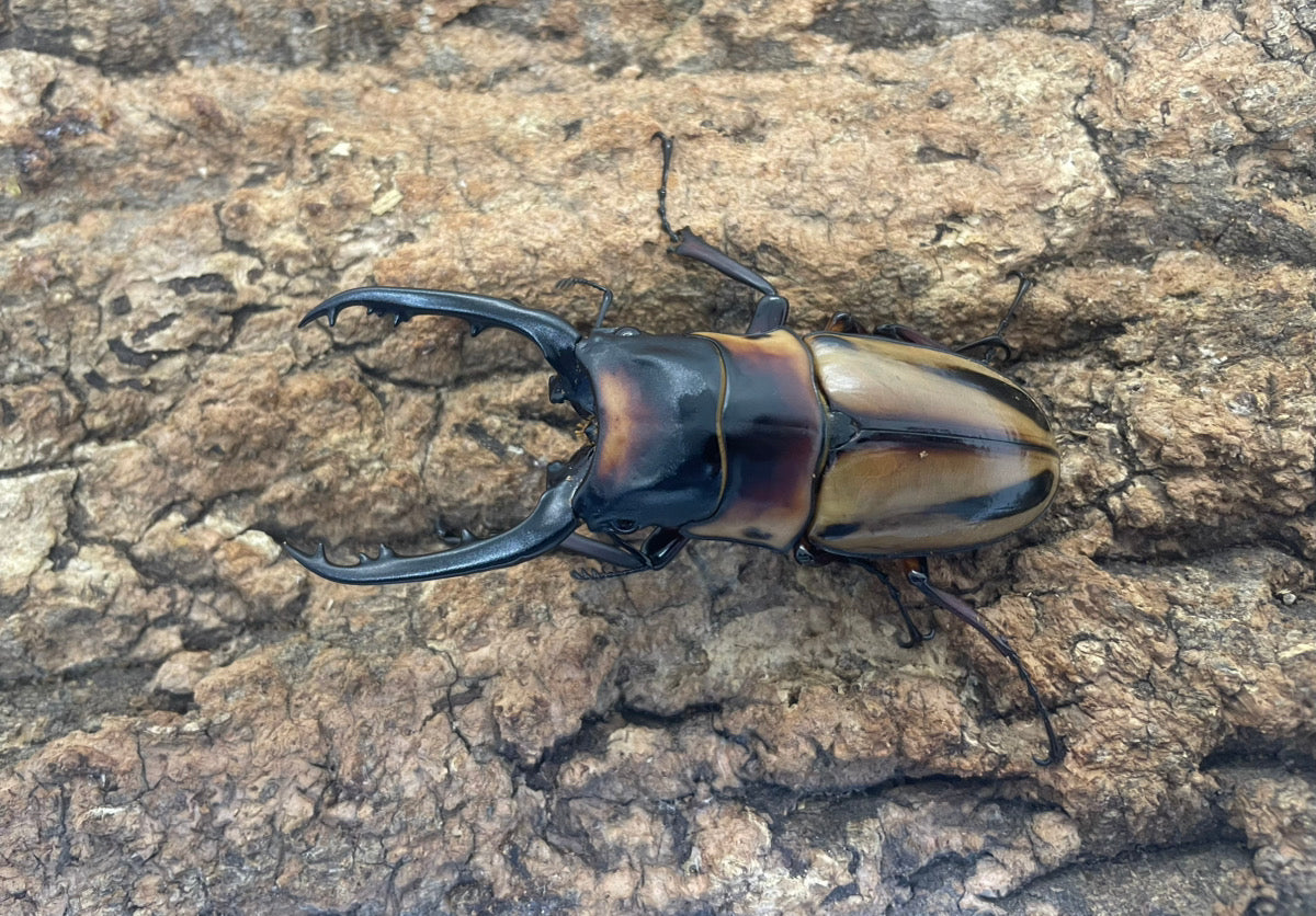 ファブリースノコギリクワガタ（タカクワイ） – INSECT SHOP KMY