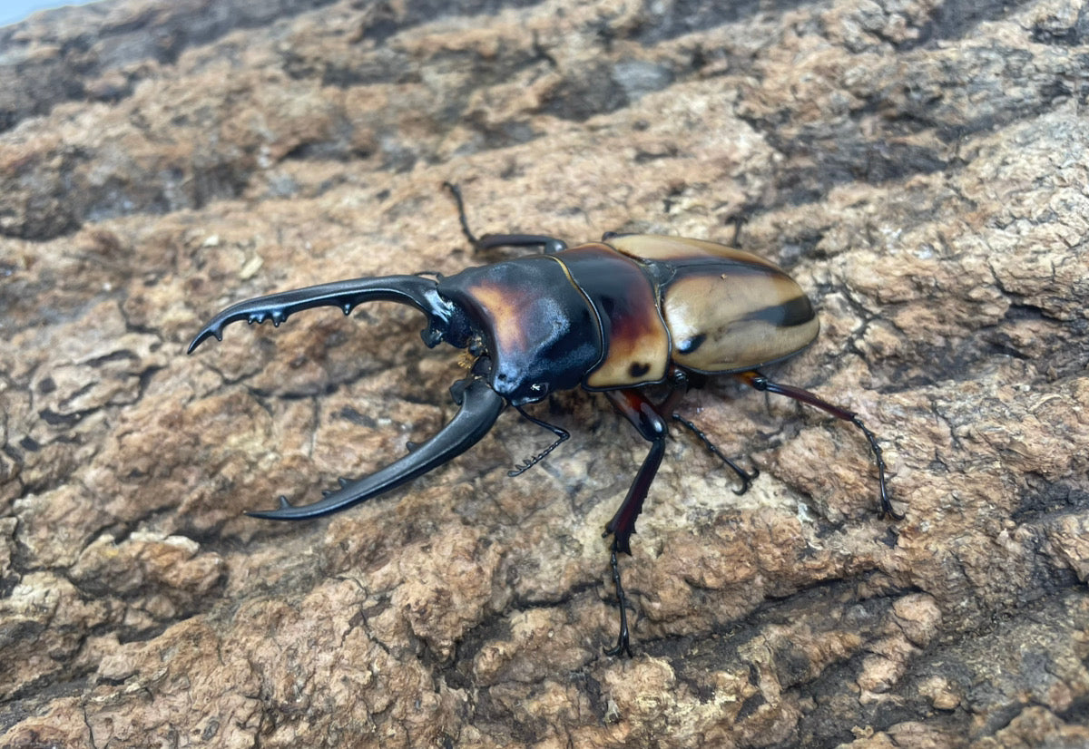 ファブリースノコギリクワガタ（タカクワイ）