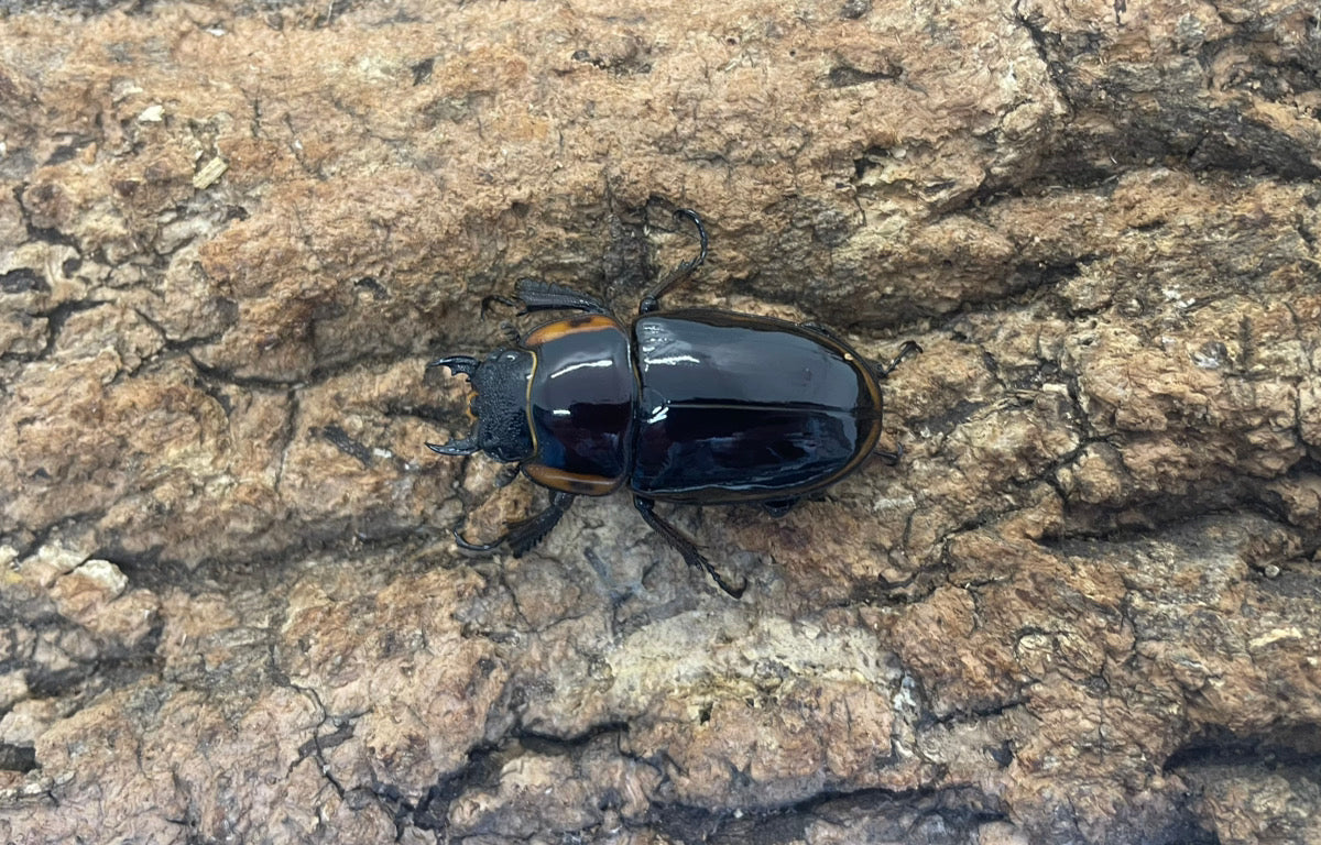 ファブリースノコギリクワガタ（タカクワイ）