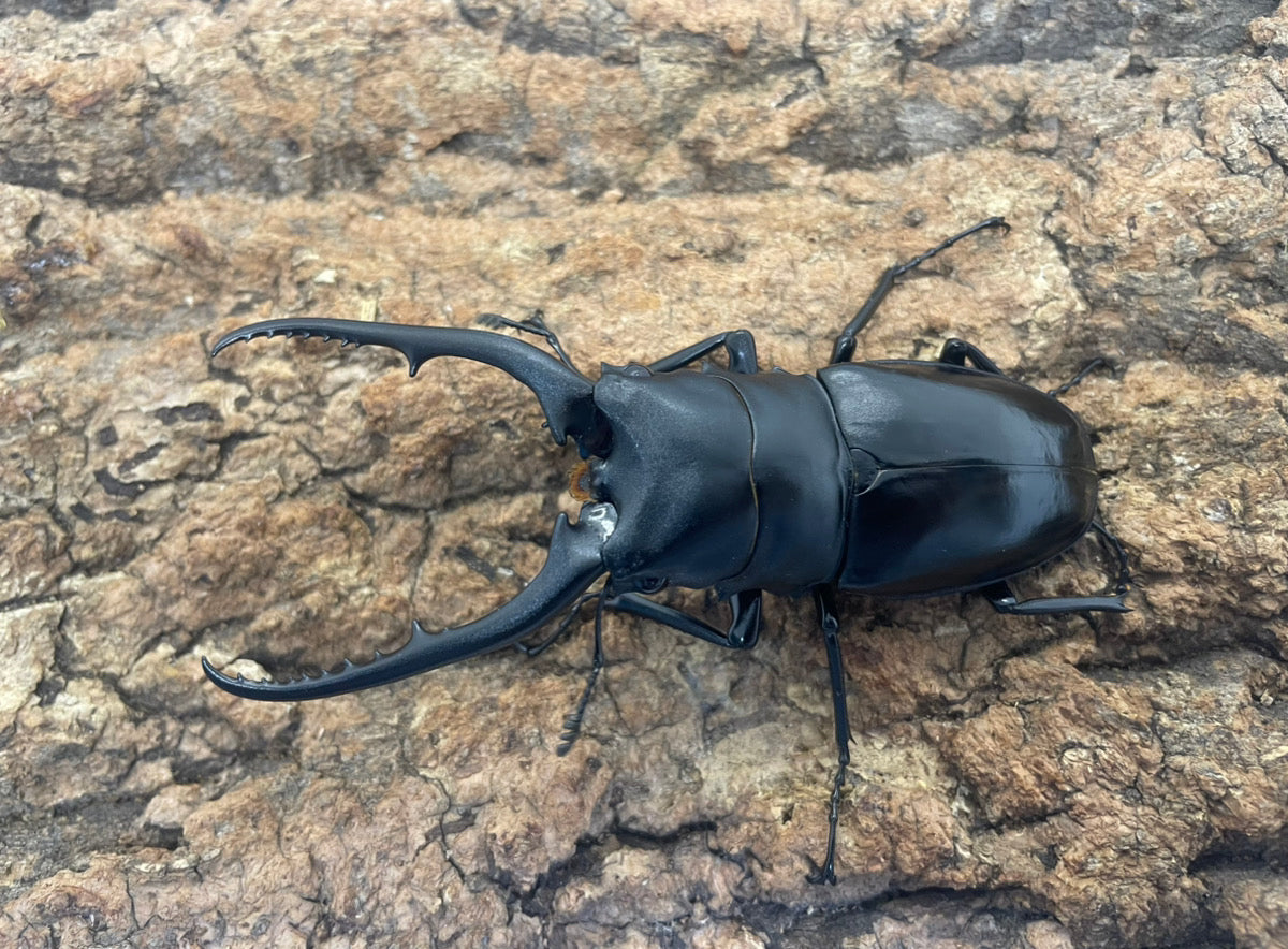 コンフキウスノコギリクワガタ