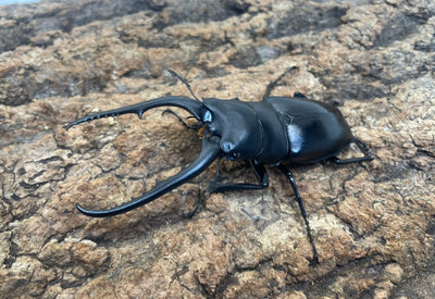 コンフキウスノコギリクワガタ