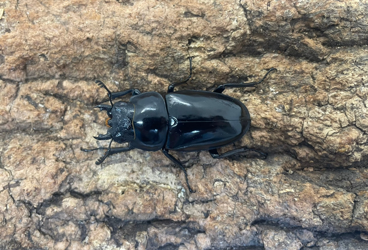 コンフキウスノコギリクワガタ