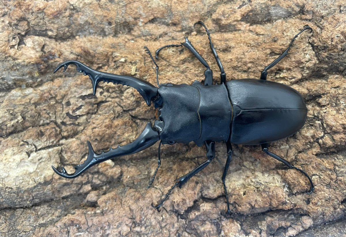 ギラファノコギリクワガタ