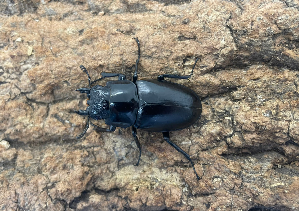 ギラファノコギリクワガタ