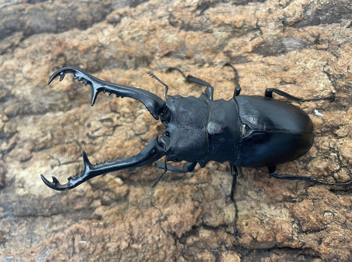 ギラファノコギリクワガタ