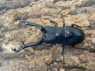 ギラファノコギリクワガタ