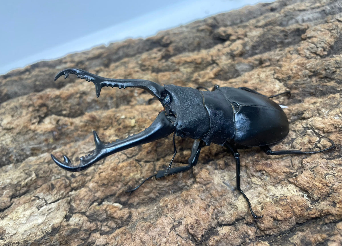 ギラファノコギリクワガタ