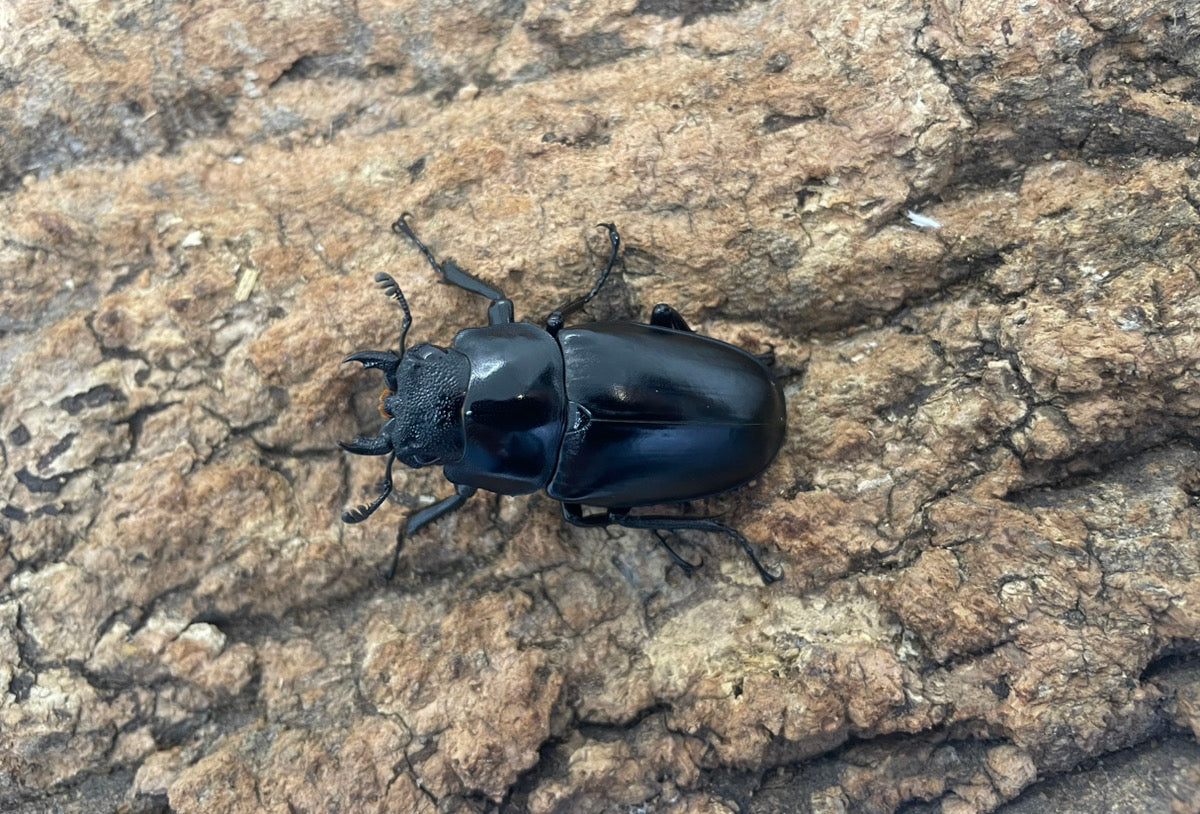 ギラファノコギリクワガタ