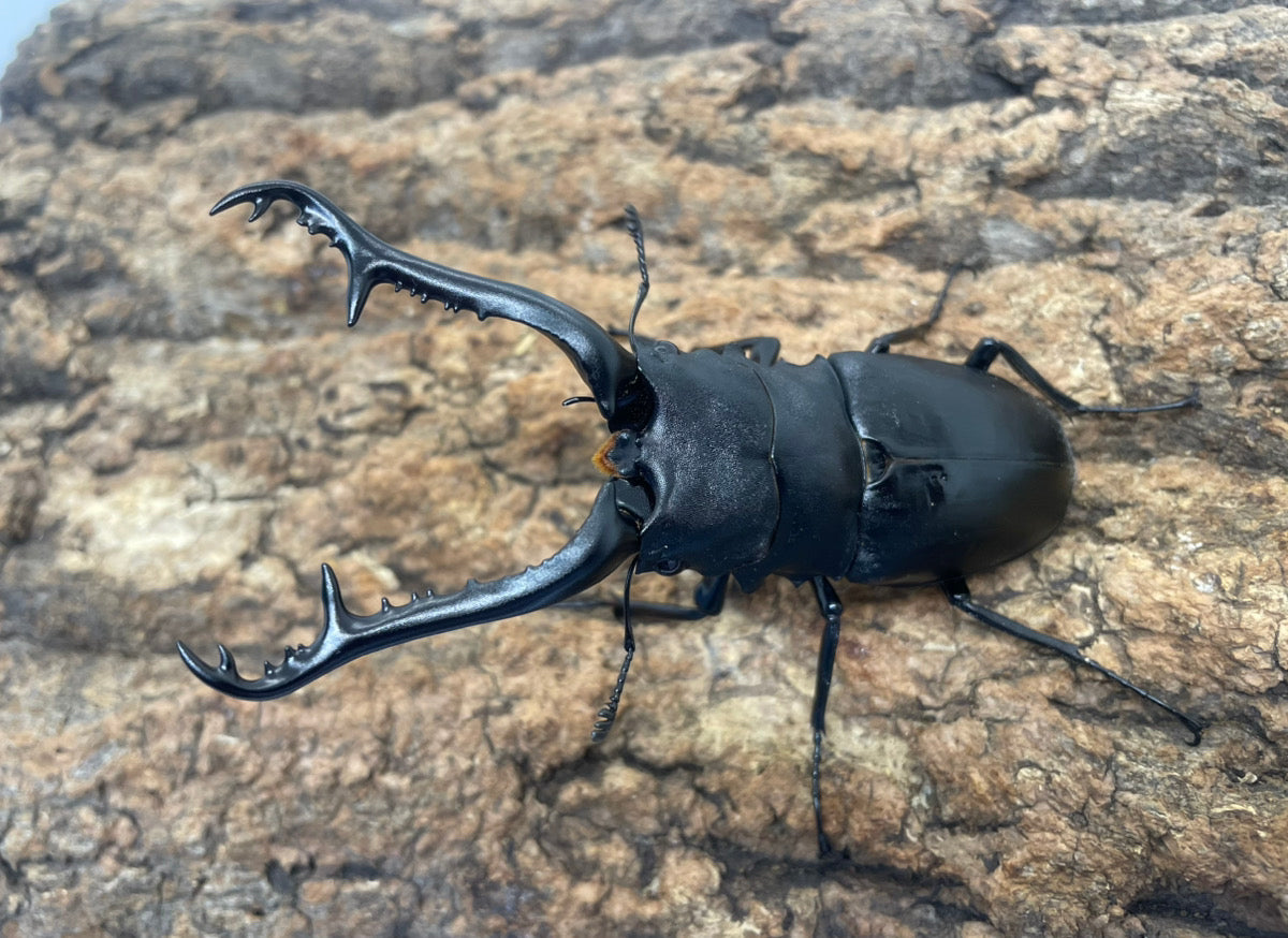 ギラファノコギリクワガタ