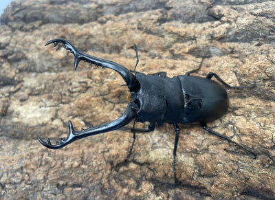 ギラファノコギリクワガタ