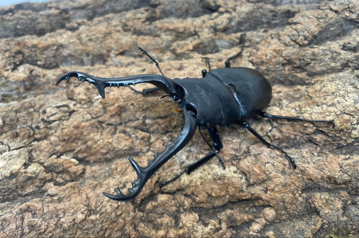 ギラファノコギリクワガタ