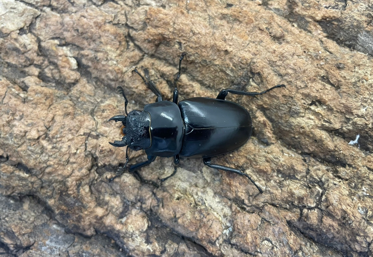 ギラファノコギリクワガタ