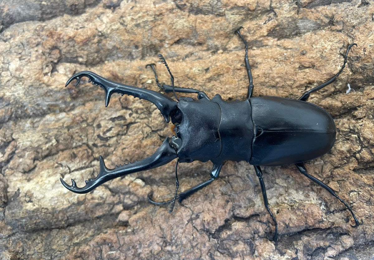 ギラファノコギリクワガタ