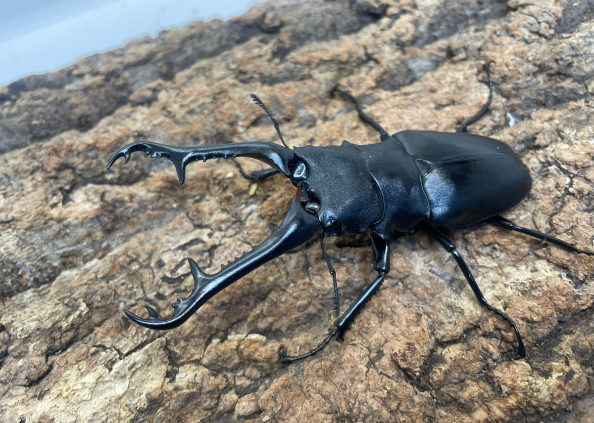 ギラファノコギリクワガタ