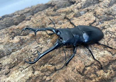 ギラファノコギリクワガタ