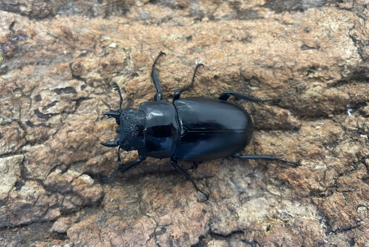 ギラファノコギリクワガタ