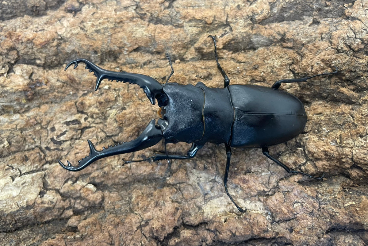 ギラファノコギリクワガタ