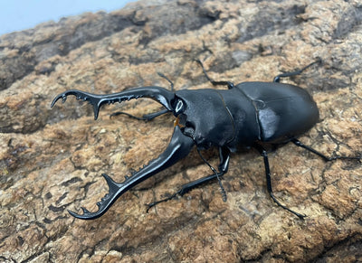 ギラファノコギリクワガタ