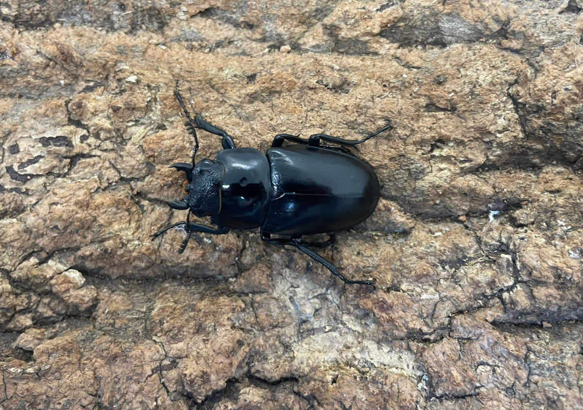 ギラファノコギリクワガタ