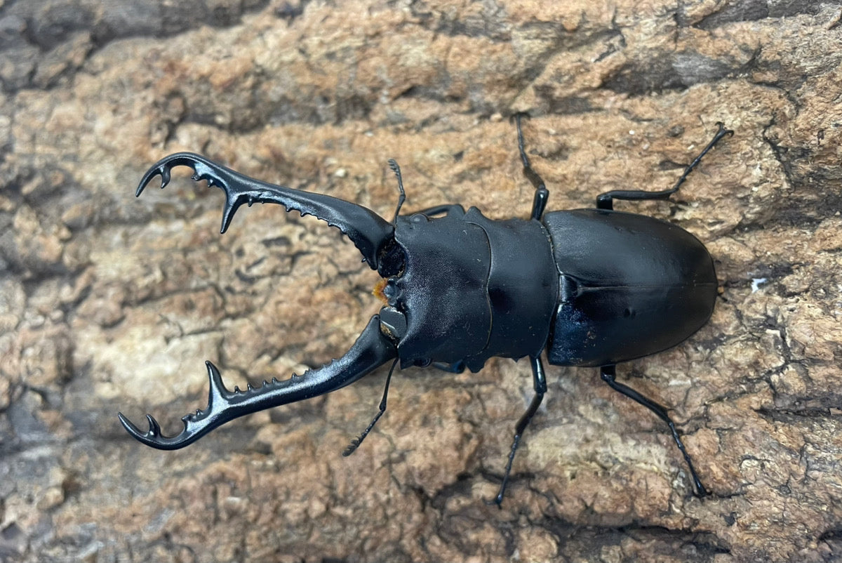 ギラファノコギリクワガタ