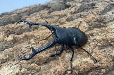 ギラファノコギリクワガタ