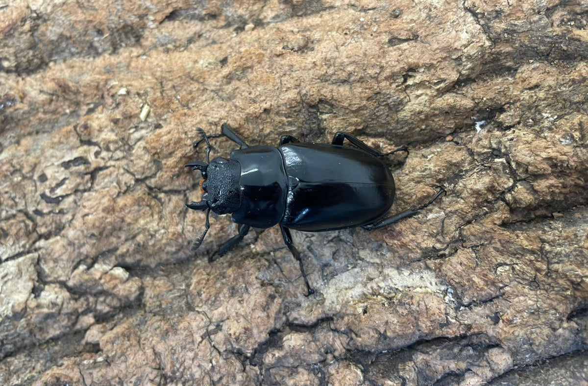 ギラファノコギリクワガタ