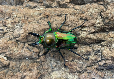 ニジイロクワガタ（P)