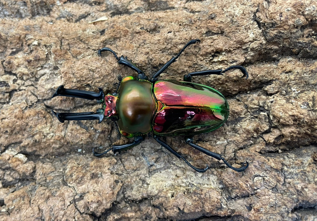 ニジイロクワガタ