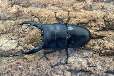 【WD】アルキデスヒラタクワガタ