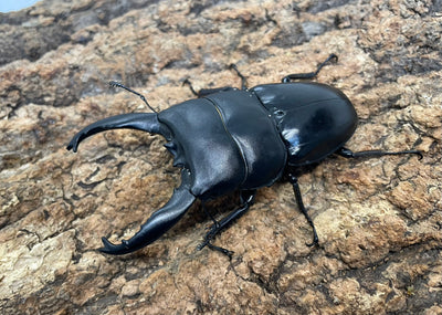 【WD】アルキデスヒラタクワガタ