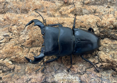 【WD】ダイオウヒラタクワガタ