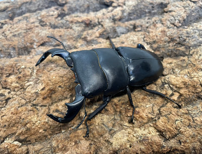 【WD】ダイオウヒラタクワガタ