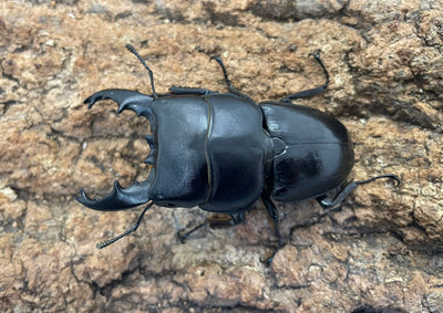 【WD】アルキデスヒラタクワガタ