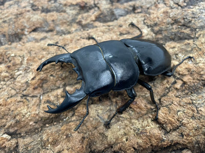 【WD】アルキデスヒラタクワガタ