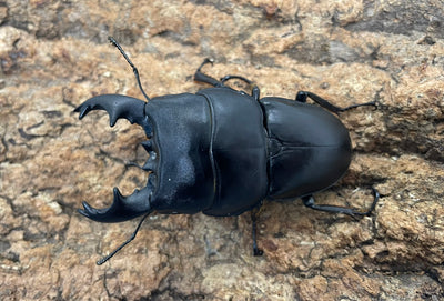 【WD】アルキデスヒラタクワガタ