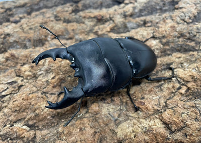 【WD】アルキデスヒラタクワガタ