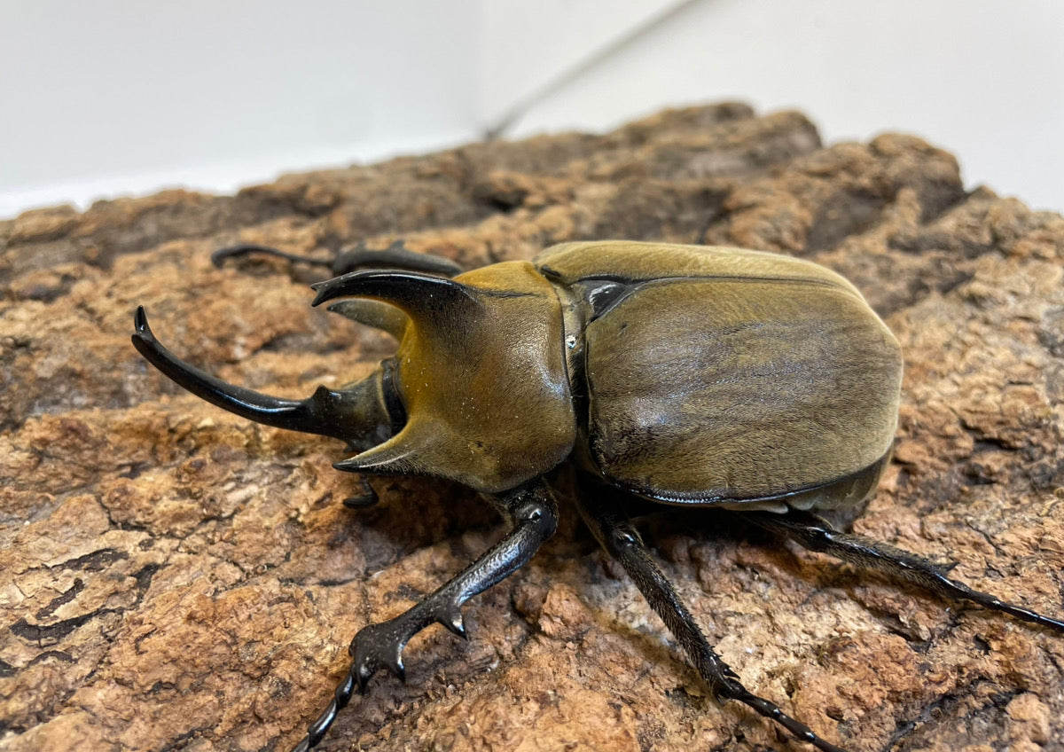 外国産大型カブト系 – INSECT SHOP KMY