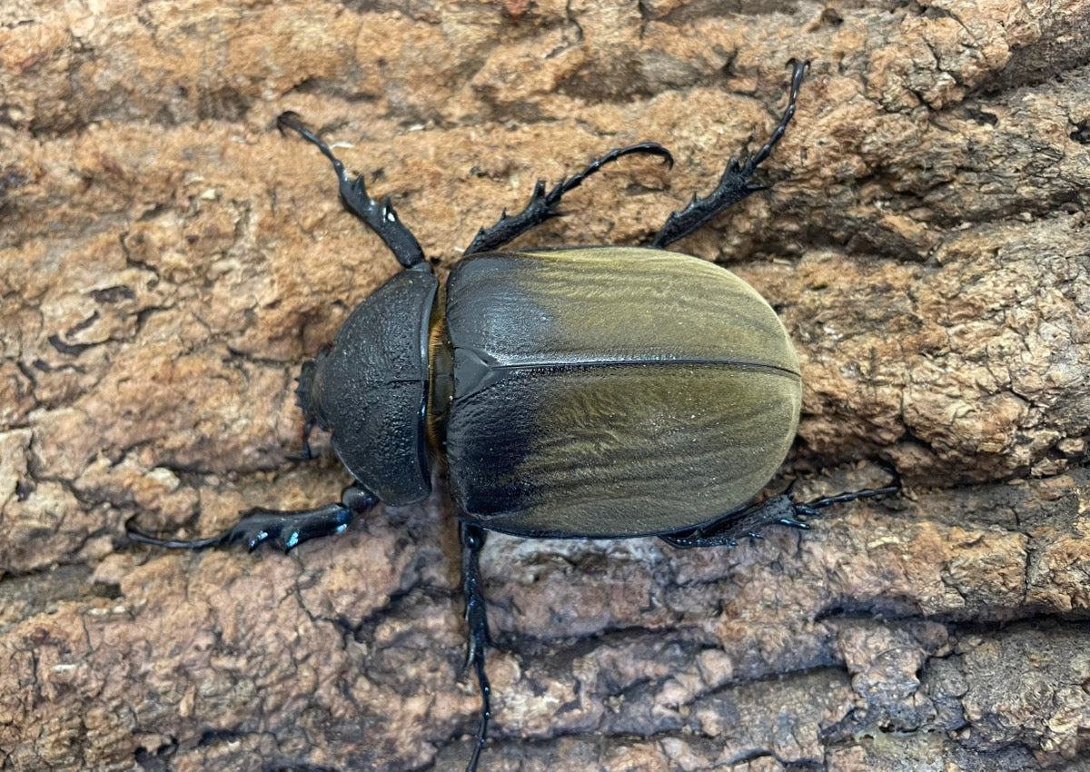 ギアスゾウカブト（亜種プランディ） – INSECT SHOP KMY