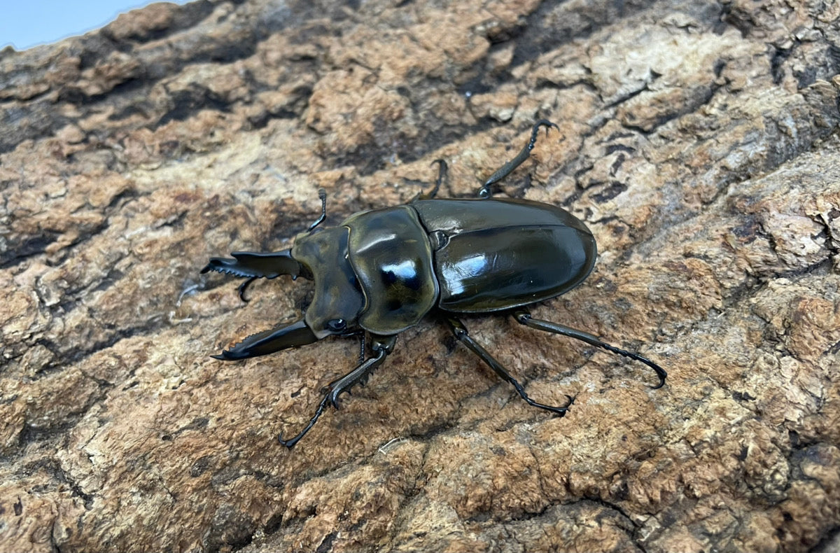 ババオウゴンオニクワガタ♀ ババオウゴンオニクワガタ ♂75.7mm成虫ペア – 昆虫ショップNexus