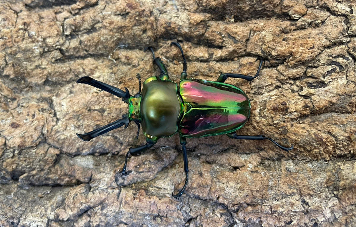 ニジイロクワガタ