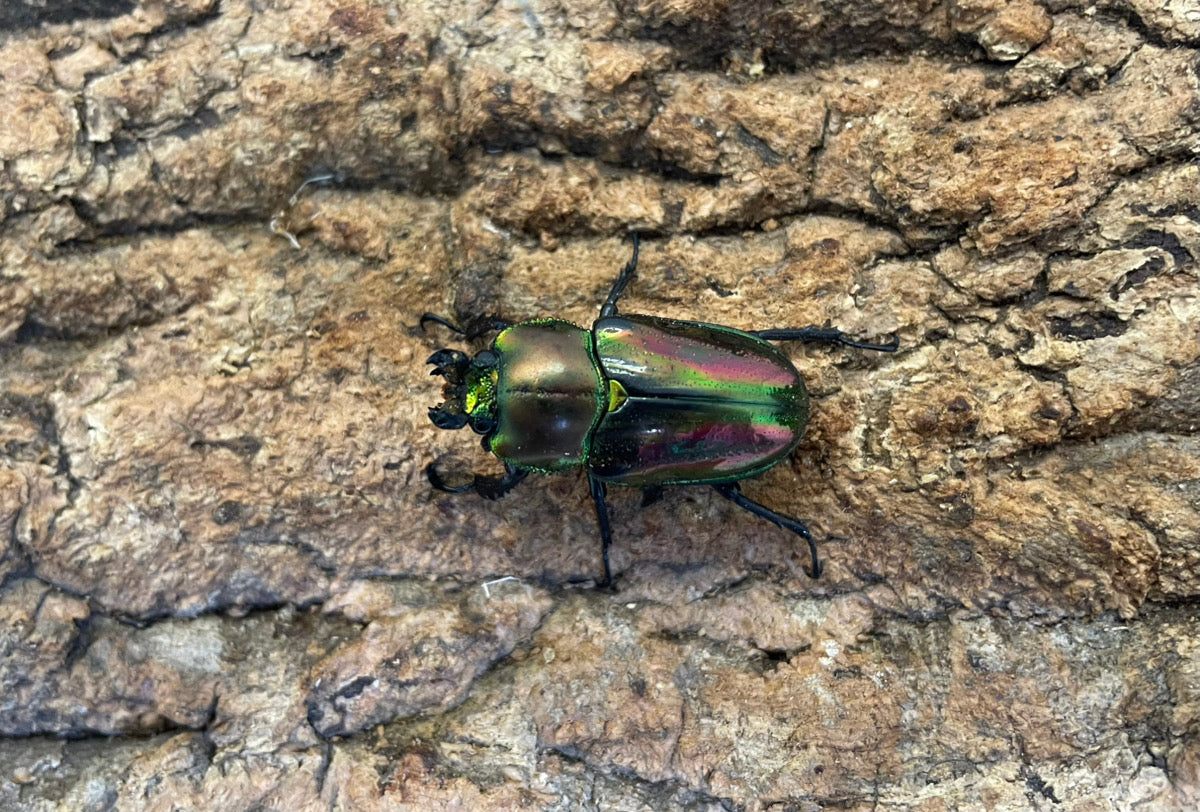 ニジイロクワガタ