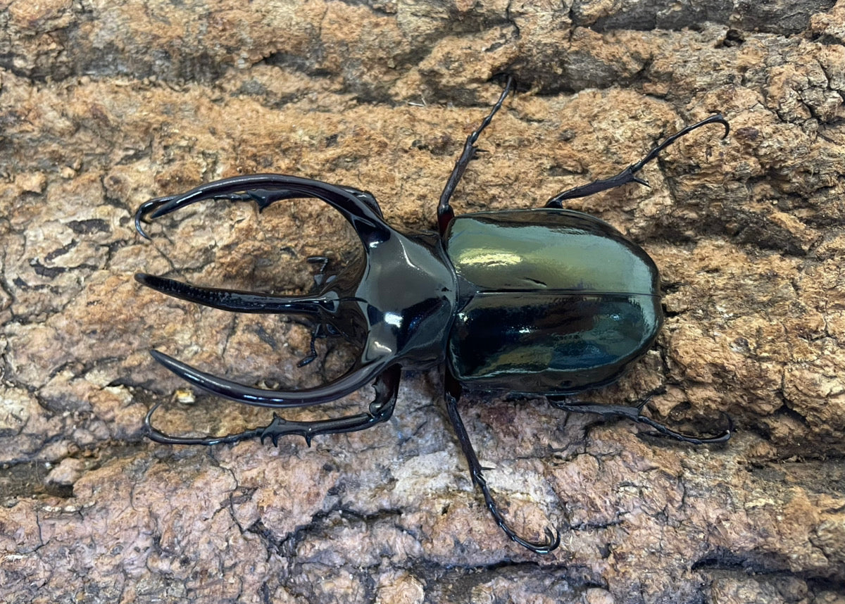 【WD】アトラスオオカブト