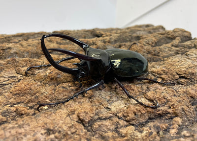 【WD】アトラスオオカブト